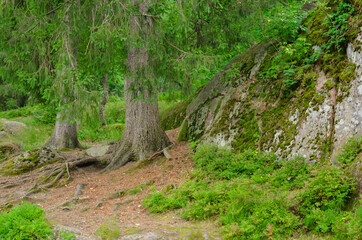 desert landscape forest with pines and moss on rocks