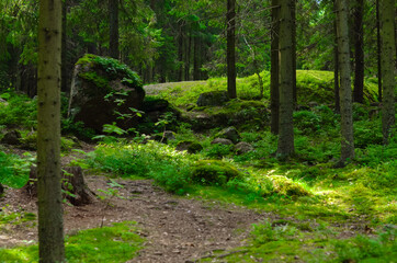 Fototapeta premium desert landscape forest with pines and moss on rocks