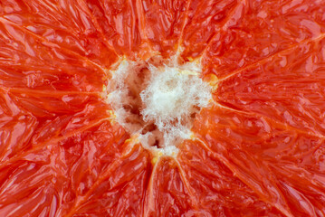 Grapefruit texture inside on the white background. Citrus close up photo. Healthy lifestyle photo. Beautiful wallpaper. Vegetarian and vegan concept. Vitamins from nature.