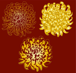 hand drawn chrysantheum flower isolate on white background.