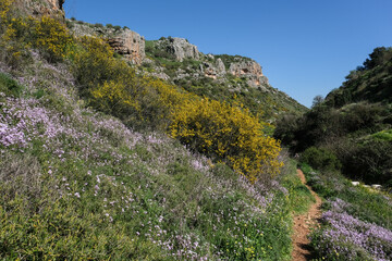 Fototapeta na wymiar View of Nahal [stream] Aviv caves, colorful rocks, and flowers bed on the slopes, as seen from the trail in the canyon below, Upper Galilee, Israel.