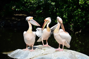 Group of great white pelican on the rocks at the zoo