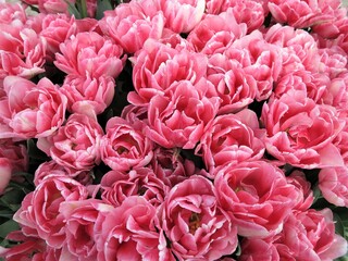 Fototapeta premium Pink Tulips Close Up