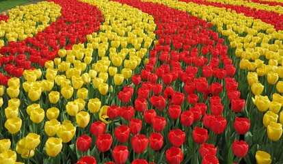 Fototapeta na wymiar Red & Yellow Tulips Curved Flowerbed at Keukenhof Flower Garden, Holland