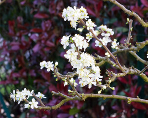 Fleur de prunier au printemps dans un jardin morbIhanais