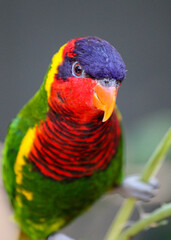 Exotic Rainbow Lorikeet Parrot / Colorful Bird 