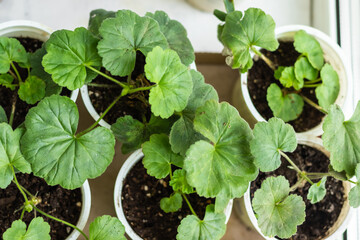 Flower seedlings in white pots. Geranium, Pelargonium