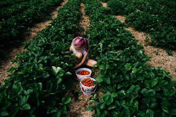 Picking fresh strawberries
