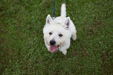 West Highland Terrier