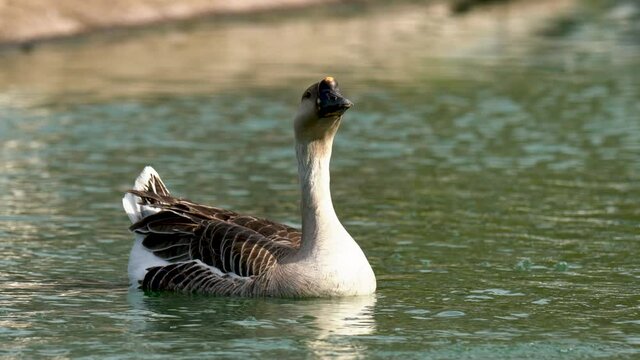 African swan goose (Anser cygnoides) floating on water lake in city park, close up portrait