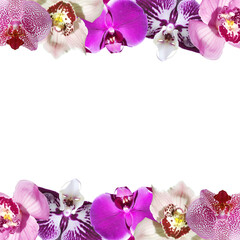 Beautiful floral frame of orchids. Isolated