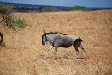 Wildebeest running