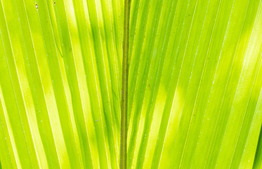 surface of vertical light sunlight on green palm leaf texture background