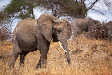 Fototapeta premium Elephant