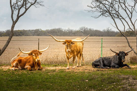 Texas Longhorn catlle standing outdoors besides a field in the Texas Hill Country