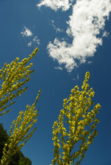 A large wild mullein plant (Verbascum 'High Noon') with yellow flowers and blue sky background