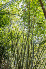 Vertical view of bamboo trees in the forest. The natural bamboo art background and template.