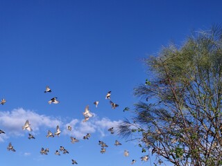 Pajaros volando