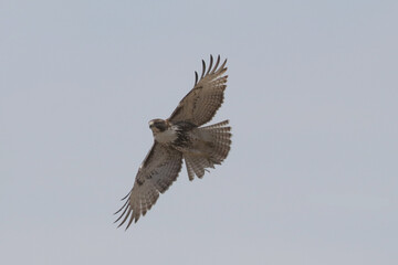 Red Tailed hawk jumping off hydro wires and flying over farmland looking for food in early spring overcst day