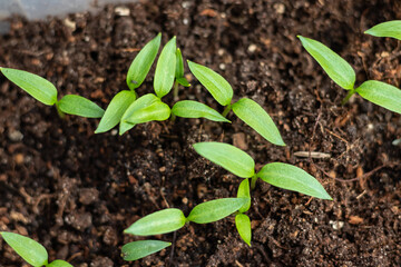 young green pepper seedlings in pots, top view