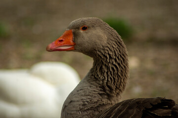 Cabeza de pato marrón