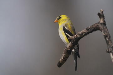 Male gold finch perched on branch half molted to bright yellow summer plumage. Patchy looking this time of year
