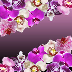 Beautiful floral background of orchids. Isolated