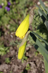 kommende osterglocken