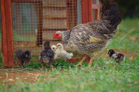 poule et ses poussins