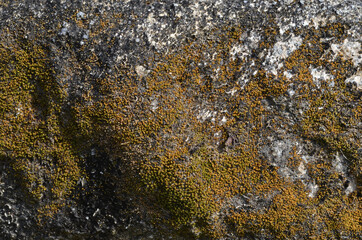 Stone texture with moss for a background.