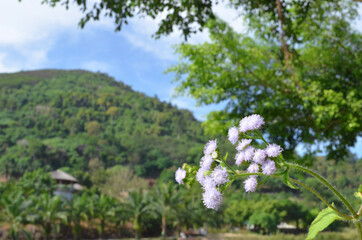 Fototapeta premium beautiful purple flower in the mountain.