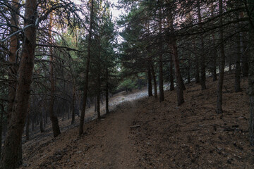 Fototapeta premium dirt road in the Sierra Nevada mountain