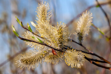 Branch of pussy-willow tree with tiny fluffy blossom catkin in early spring in the back light of a sun on the blue sky background. Easter in tender colors