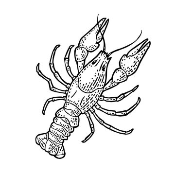 Lobster isolated on white background. Vector color vintage engraving