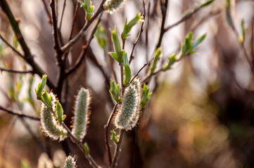 Branch of pussy-willow tree with tiny fluffy blossom catkin in early spring in the back light of a sun on the blue sky background. Easter in tender colors
