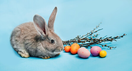 Grey fluffy Easter bunny sits on a blue background and near it lie Easter multi-colored eggs and branches of willow. The concept of holiday - Easter, Christ is resurrected. Place for text. Banner.