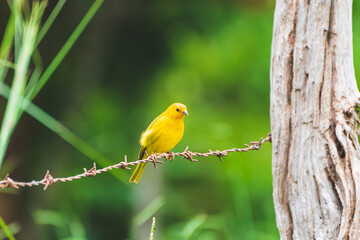Vibrant yellow canary bird with some seeds on the beak, on top of a farm fence. Brazilian Canary.