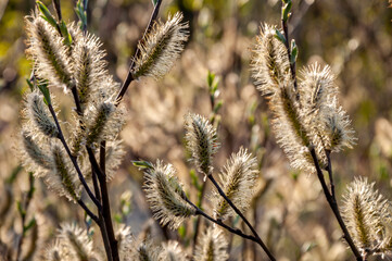Branch of pussy-willow tree with tiny fluffy blossom catkin in early spring in the back light of a sun on the blue sky background. Easter in tender colors