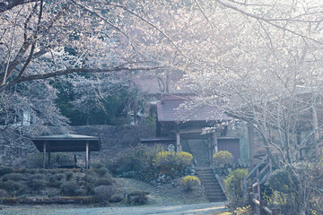 Fototapeta na wymiar 桜とお寺