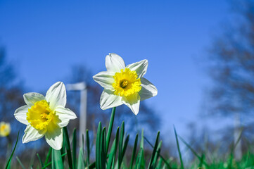 daffodils in spring