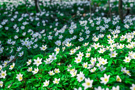 Vinca minor Alba - Small evergreen flowers on the ground in the forest