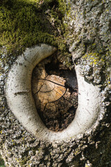 Obraz na płótnie Canvas Tree with a round scar of a missing branch