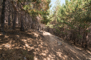 dirt road in the Sierra Nevada mountain