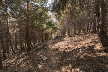 dirt road in the Sierra Nevada mountain