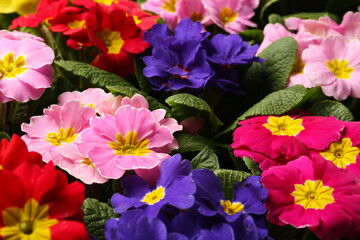 Beautiful primula (primrose) plants with colorful flowers as background, closeup. Spring blossom