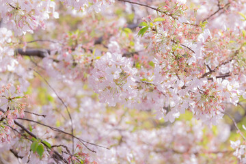 葉桜