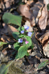 Common lungwort