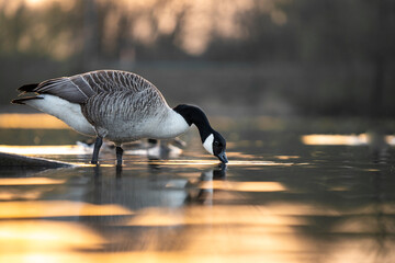 Beautiful Canadian Goose drinking from lake at sunset during golden hour sunshine sun light shining reflecting on river water at nature reserve reservoir. Reflection of geese in wetland at sunrise. © Matthew