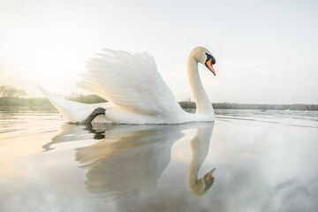Naklejka na ściany i meble Beautiful swan sunset reflecting in calm still river water morning mist with golden light and sunshine. Tranquil peaceful sunrise scene with Cygnus swimming on pond lake.