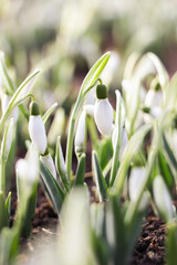 Fototapeta na wymiar Beautiful snowdrops growing outdoors. Early spring flowers